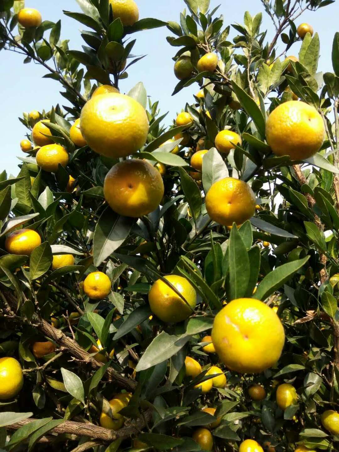 广西桂林灵川柑橘代办中心