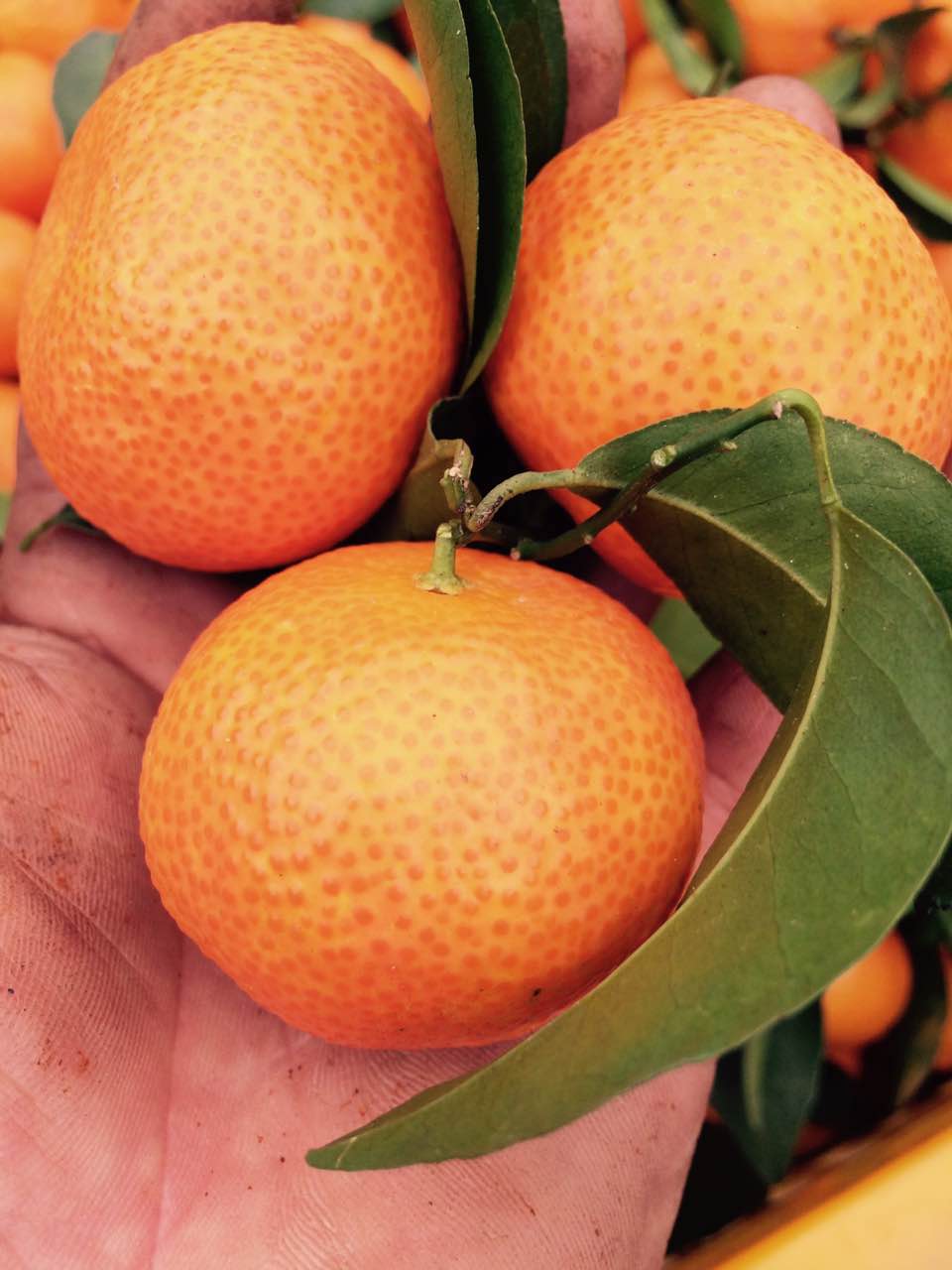 广西桂林灵川柑橘代办中心