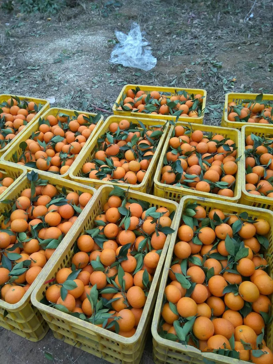 广西桂林灵川柑橘代办中心